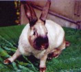 /album/les-races-de-lapins/sable-des-vosges-jpg/